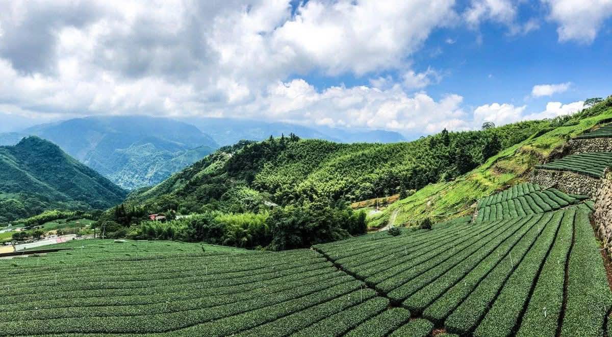Taiwan High Mountain Tea